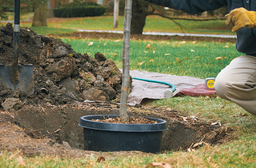 Photo of man planting a tree near Saskatoon