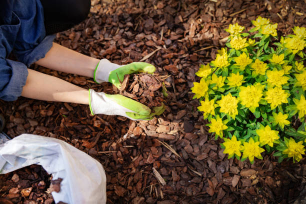 Mulch Saskatoon