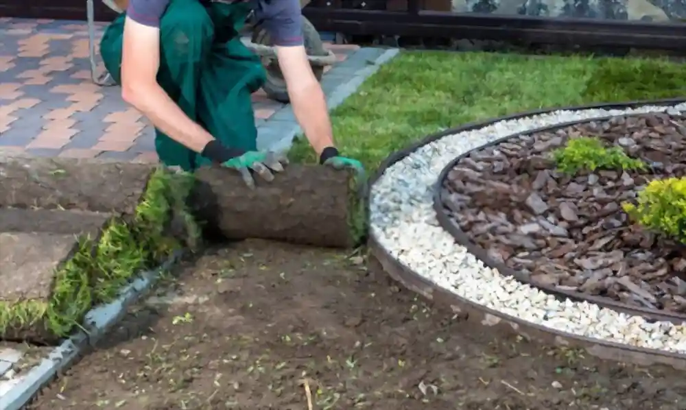 Sod turf