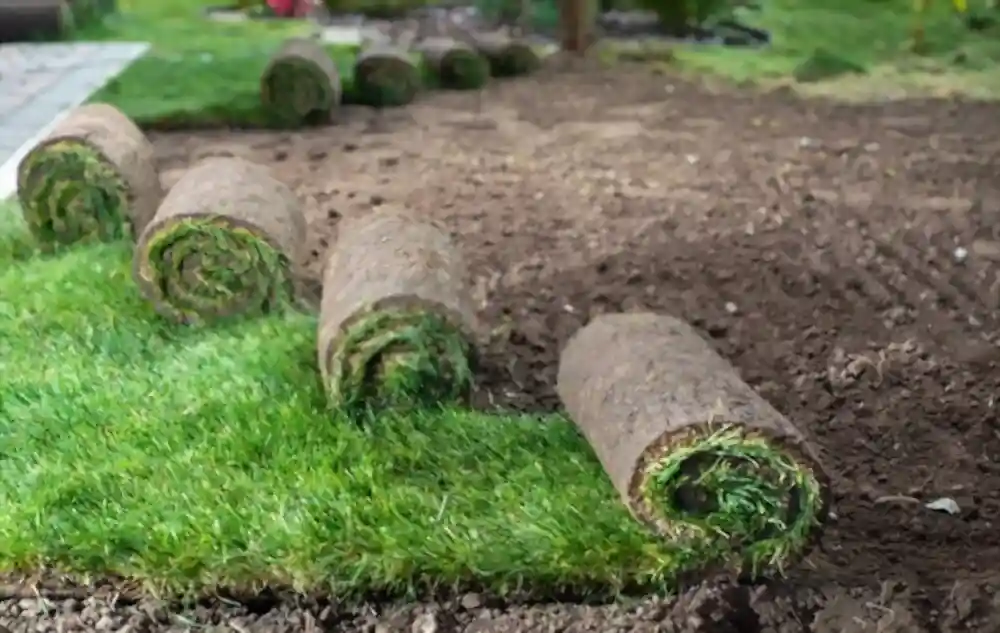 Sod turf