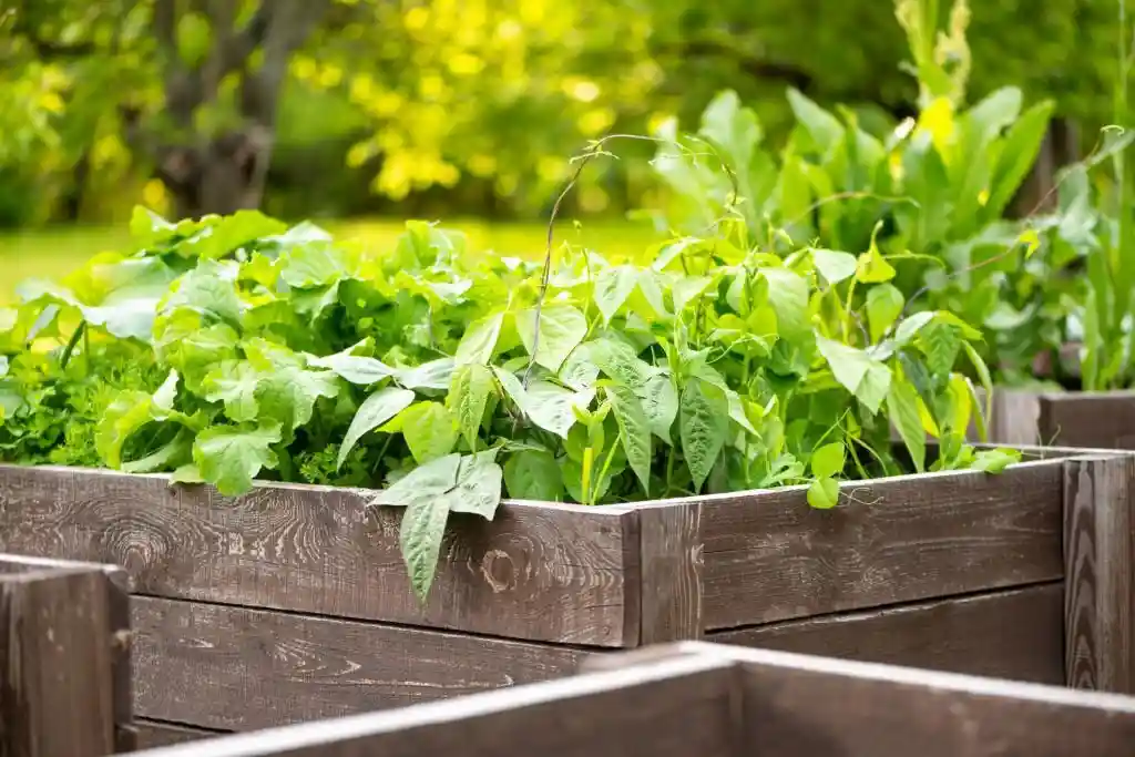Garden boxes