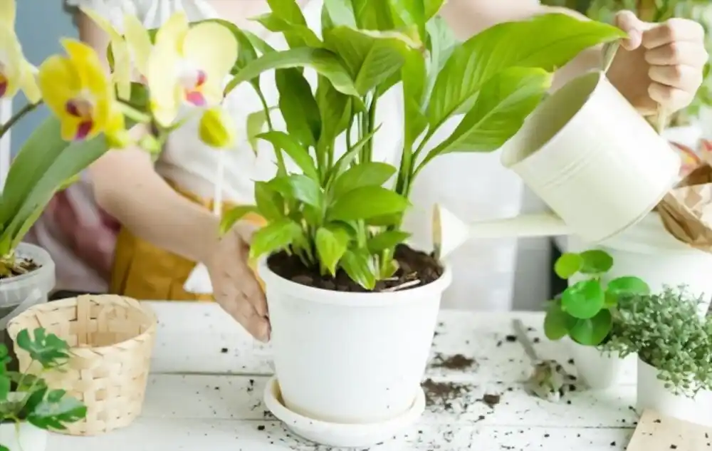 Planting services