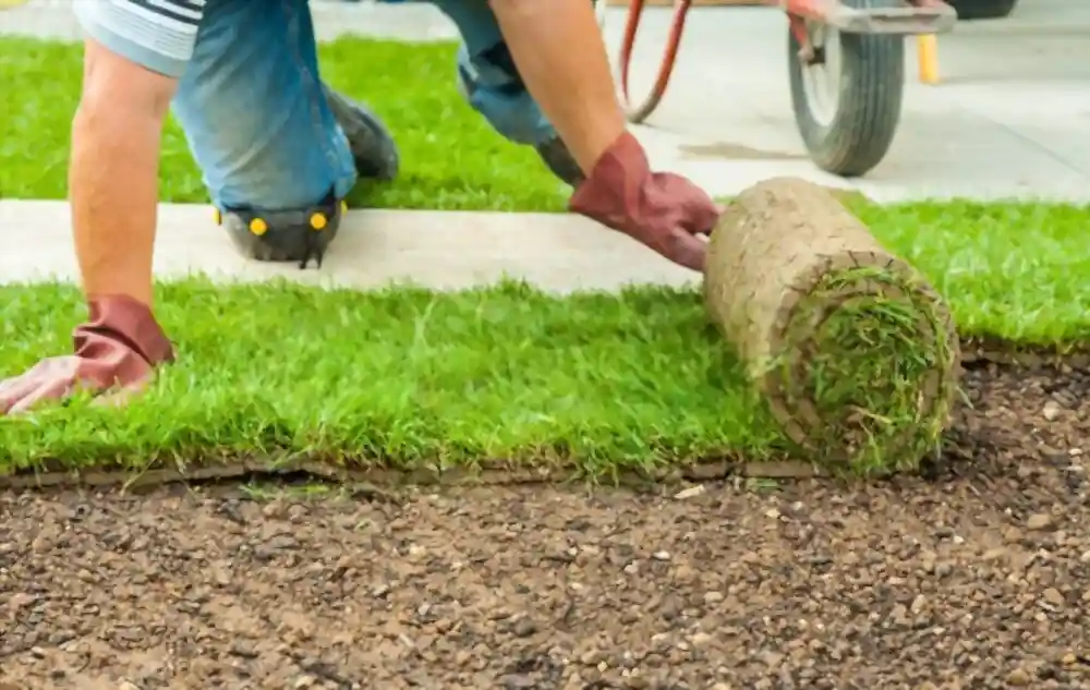 Sod turf installation in Saskatoon