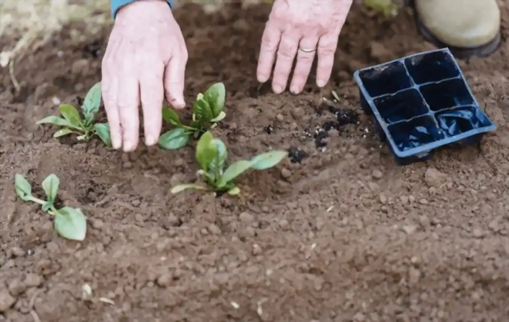 Planting