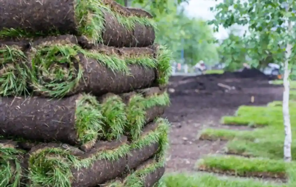Sod turf installation in Saskatoon