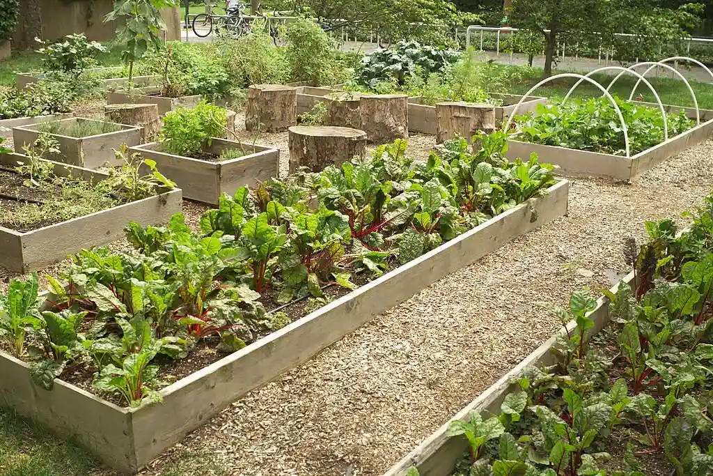 Garden boxes in Saskatoon