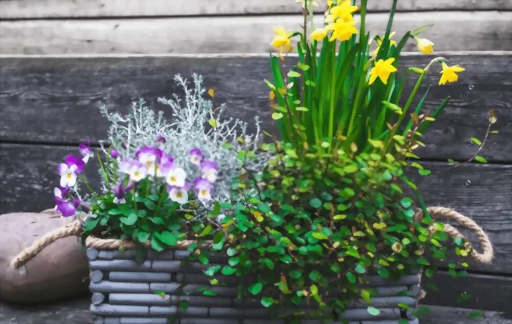 Garden boxes for decoration